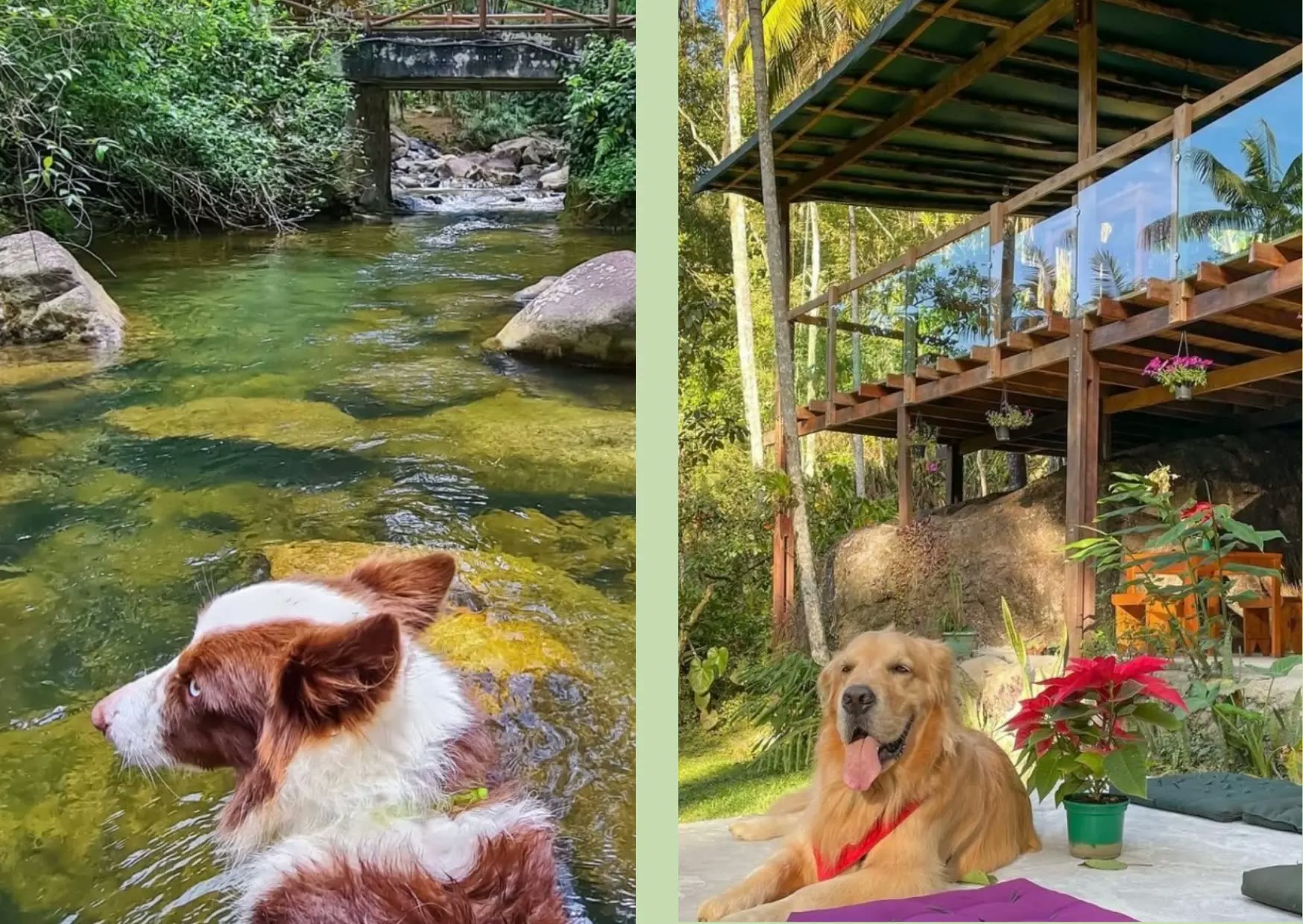 Pets no rio e no deck da pousada