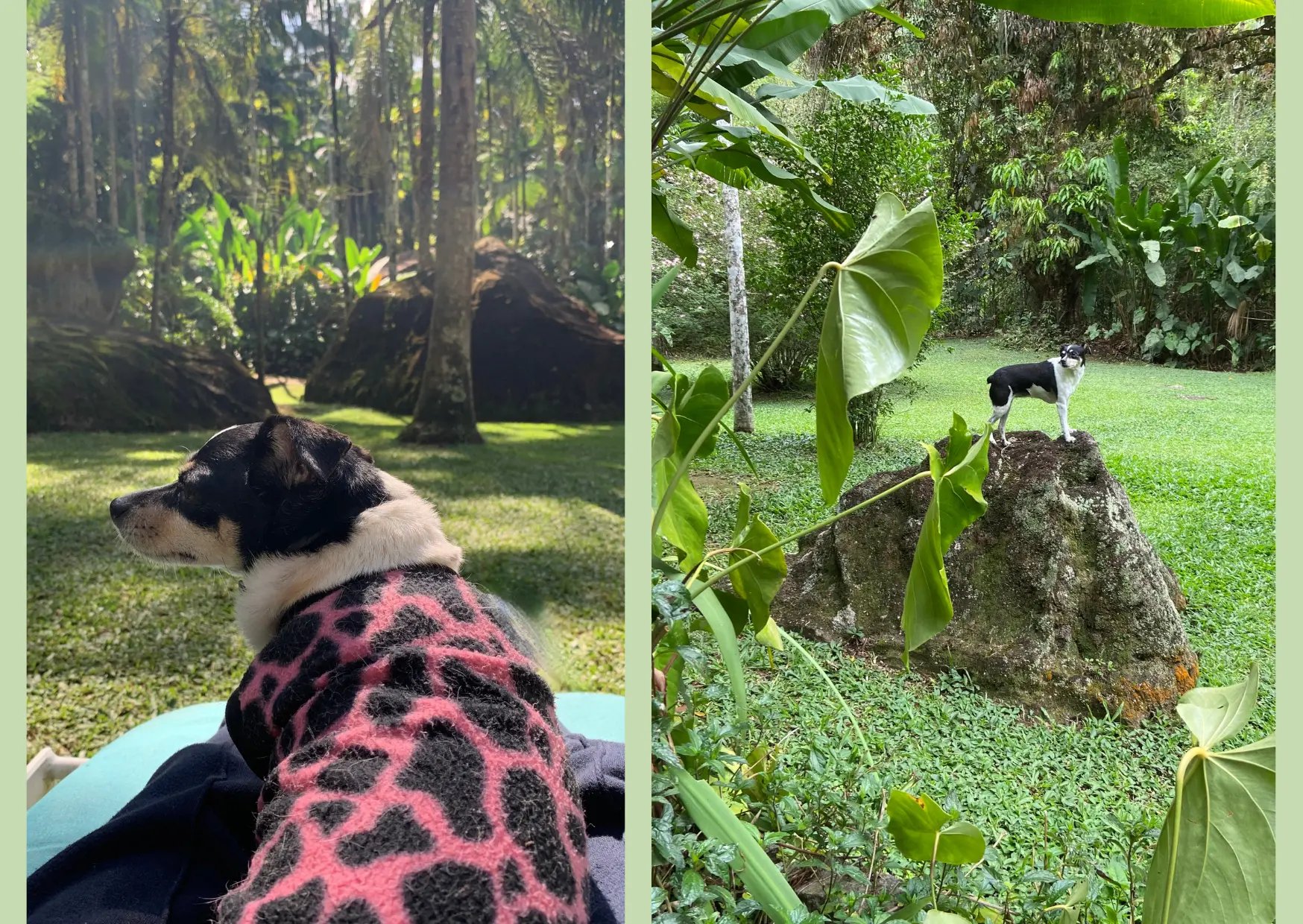 Cães aproveitando a natureza do sítio