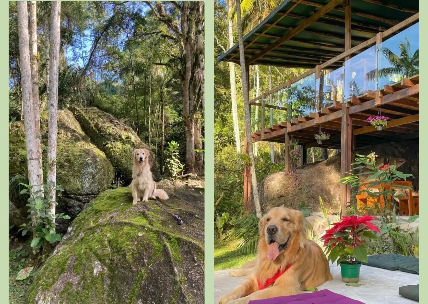 Golden retriever nas pedras e descansando na área externa da pousada