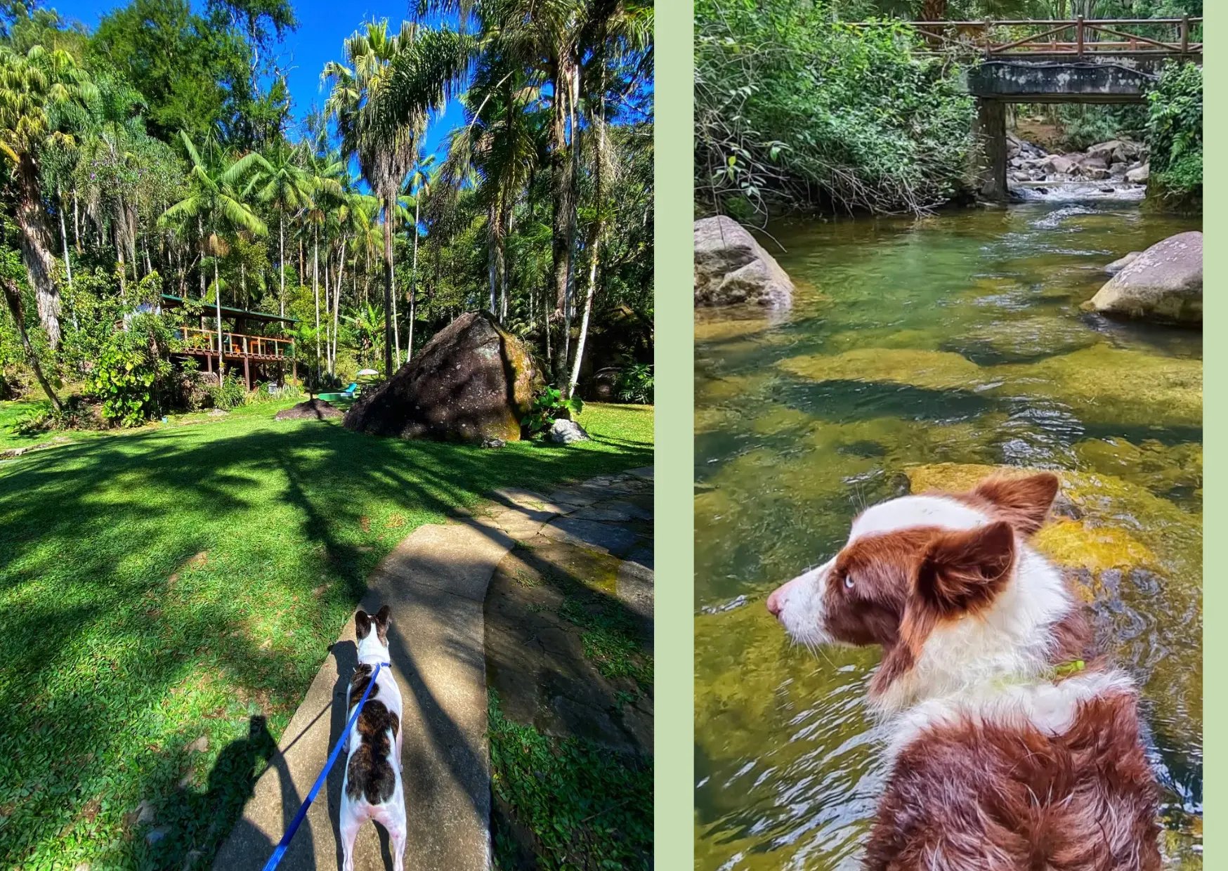Cães passeando pelo jardim e se refrescando no rio da pousada