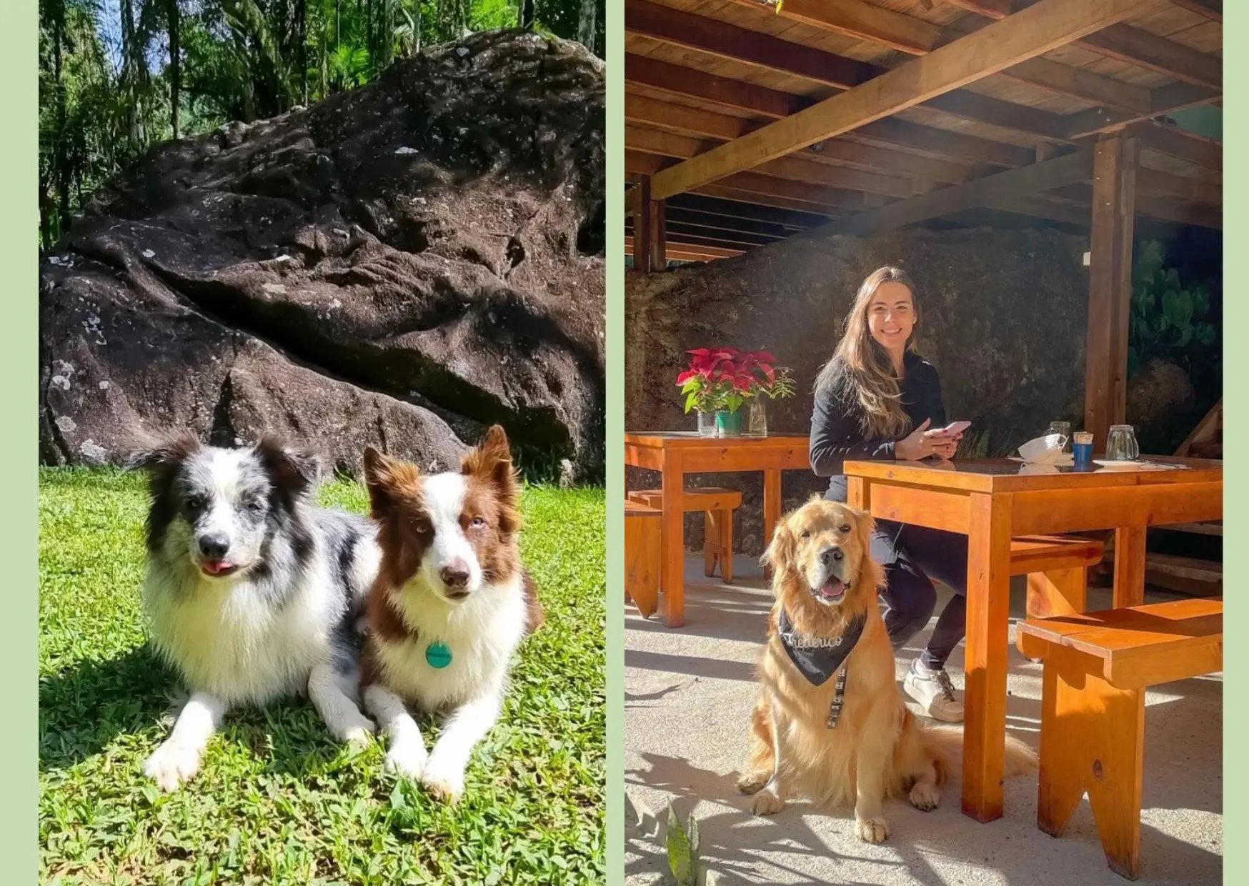 Cães relaxando no gramado e no deck do café da manhã com sua tutora